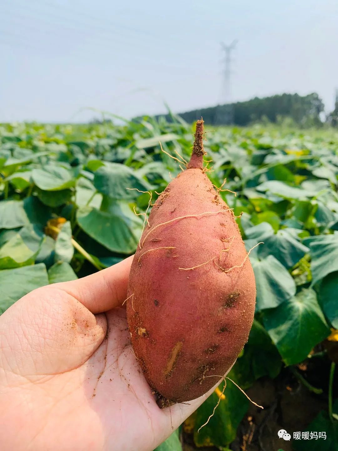 海南桥头富硒地瓜粉的（海南桥头地瓜真的富含硒吗）-硒宝网