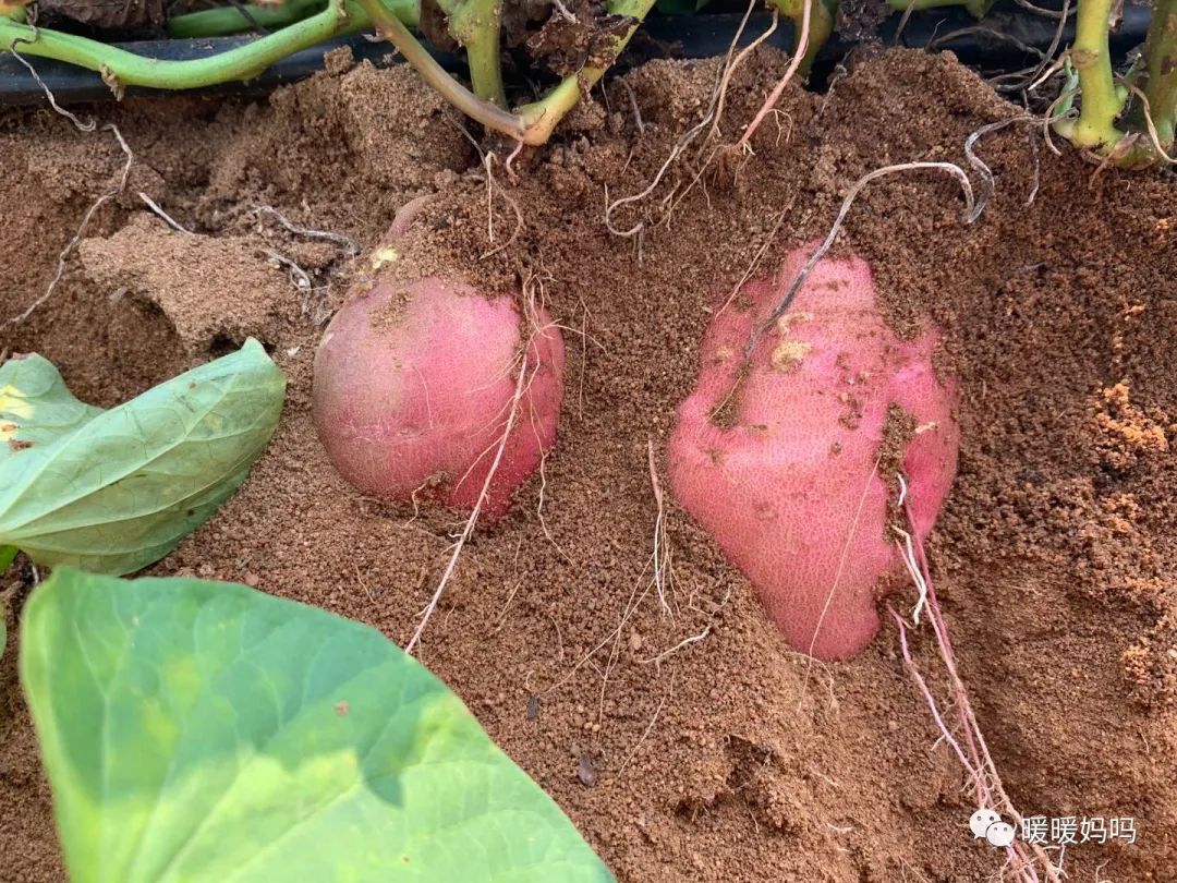 海南桥头富硒地瓜粉的（海南桥头地瓜真的富含硒吗）-硒宝网