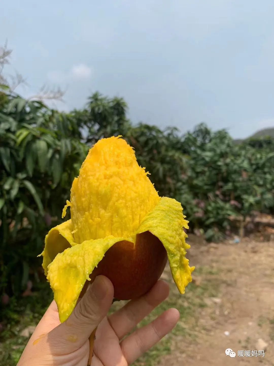海南桥头富硒地瓜粉的（海南桥头地瓜真的富含硒吗）-硒宝网