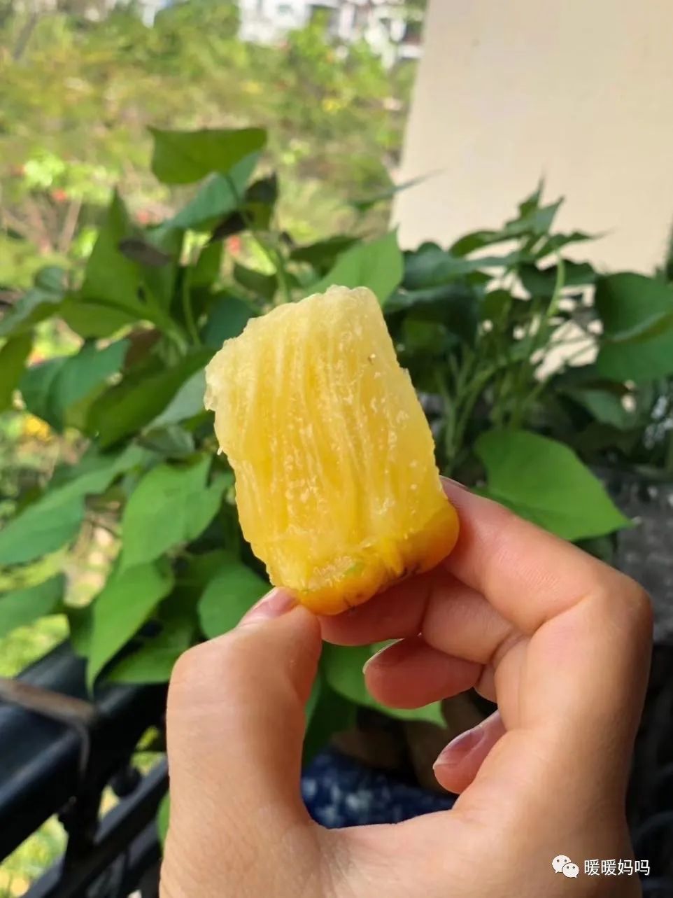 海南桥头富硒地瓜粉的（海南桥头地瓜真的富含硒吗）-硒宝网