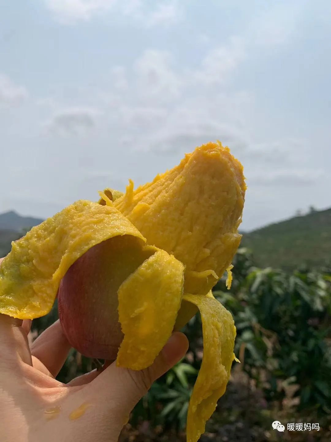 海南桥头富硒地瓜粉的（海南桥头地瓜真的富含硒吗）-硒宝网
