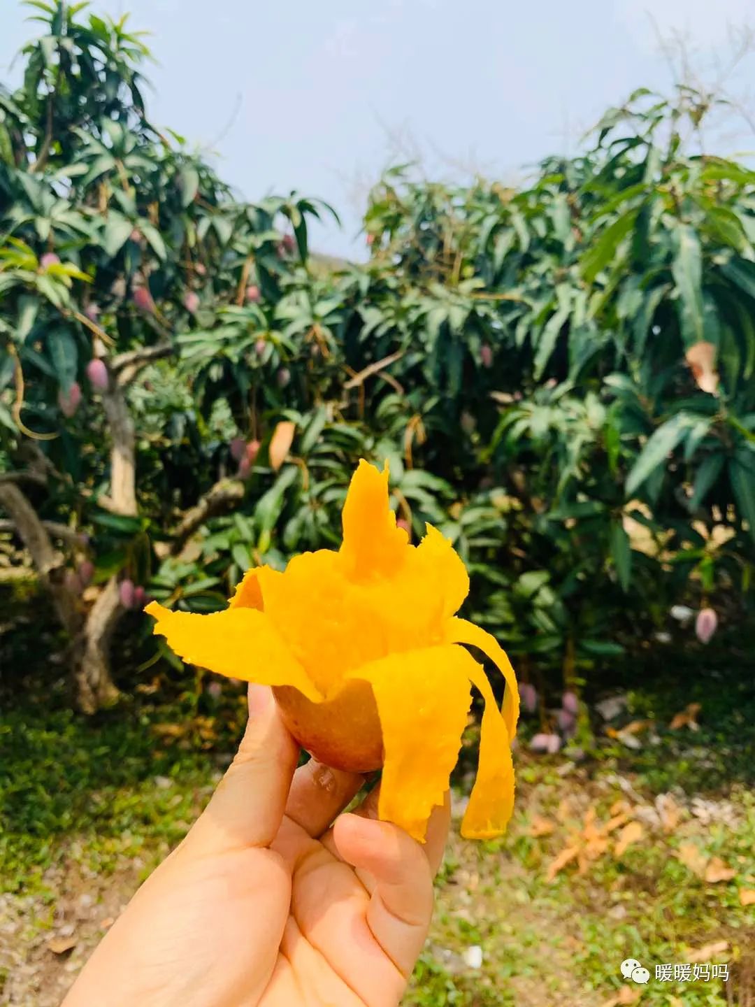 海南桥头富硒地瓜粉的（海南桥头地瓜真的富含硒吗）-硒宝网