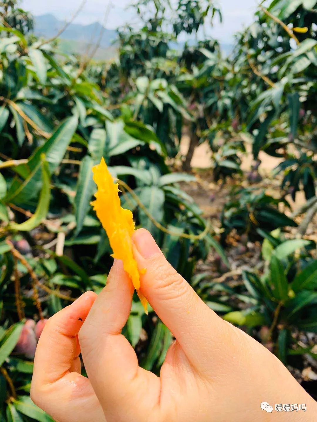 海南桥头富硒地瓜粉的（海南桥头地瓜真的富含硒吗）-硒宝网