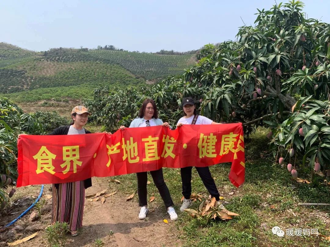 海南桥头富硒地瓜粉的（海南桥头地瓜真的富含硒吗）-硒宝网