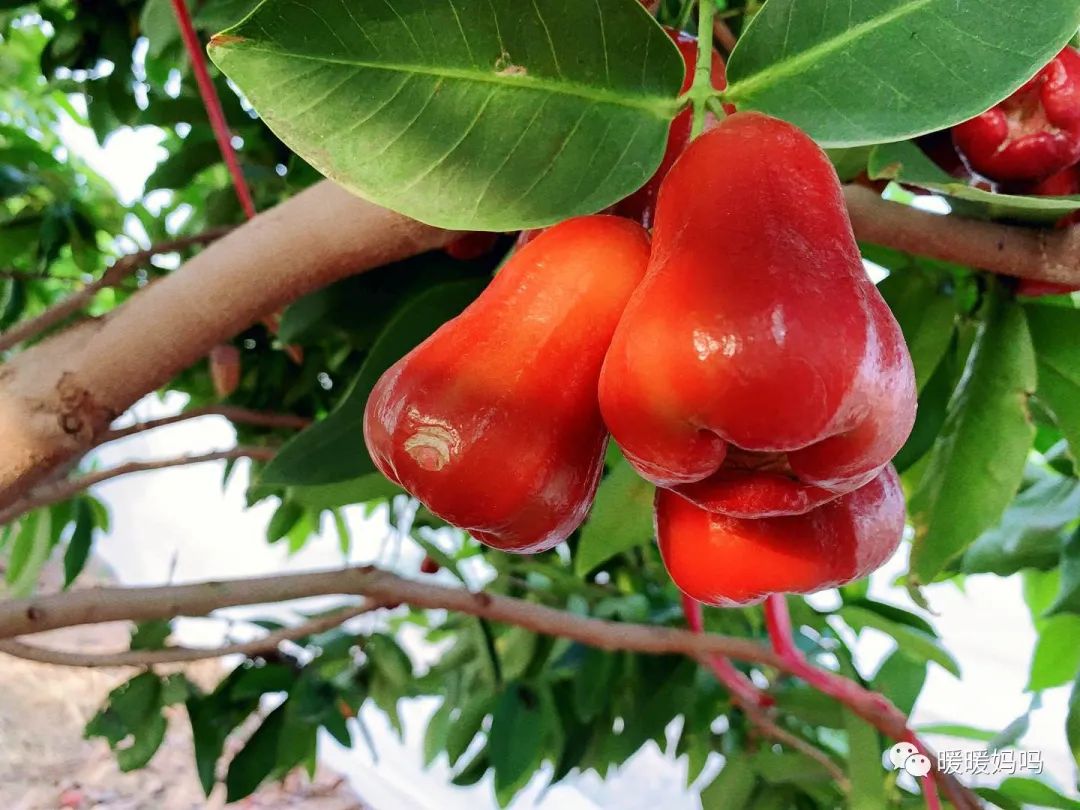 海南桥头富硒地瓜粉的（海南桥头地瓜真的富含硒吗）-硒宝网