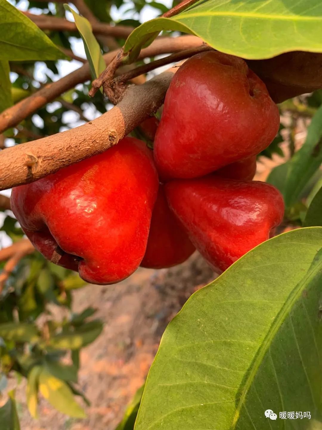 海南桥头富硒地瓜粉的（海南桥头地瓜真的富含硒吗）-硒宝网