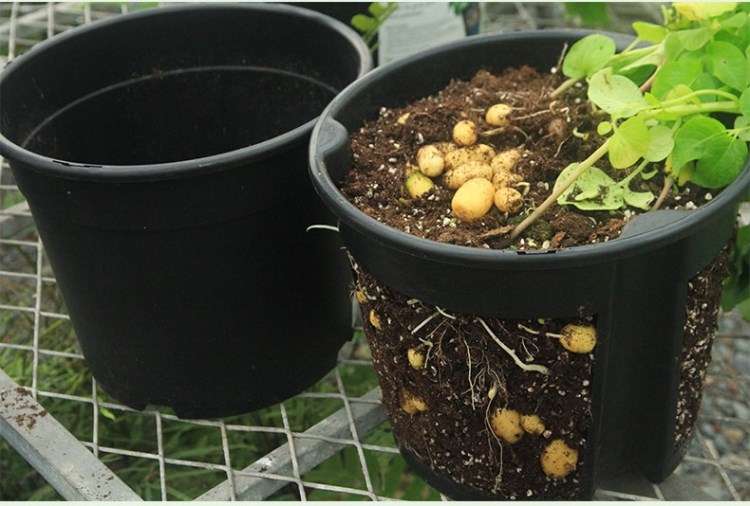 富硒地瓜种子哪里有卖（富硒地瓜种植技术视频教程）-硒宝网