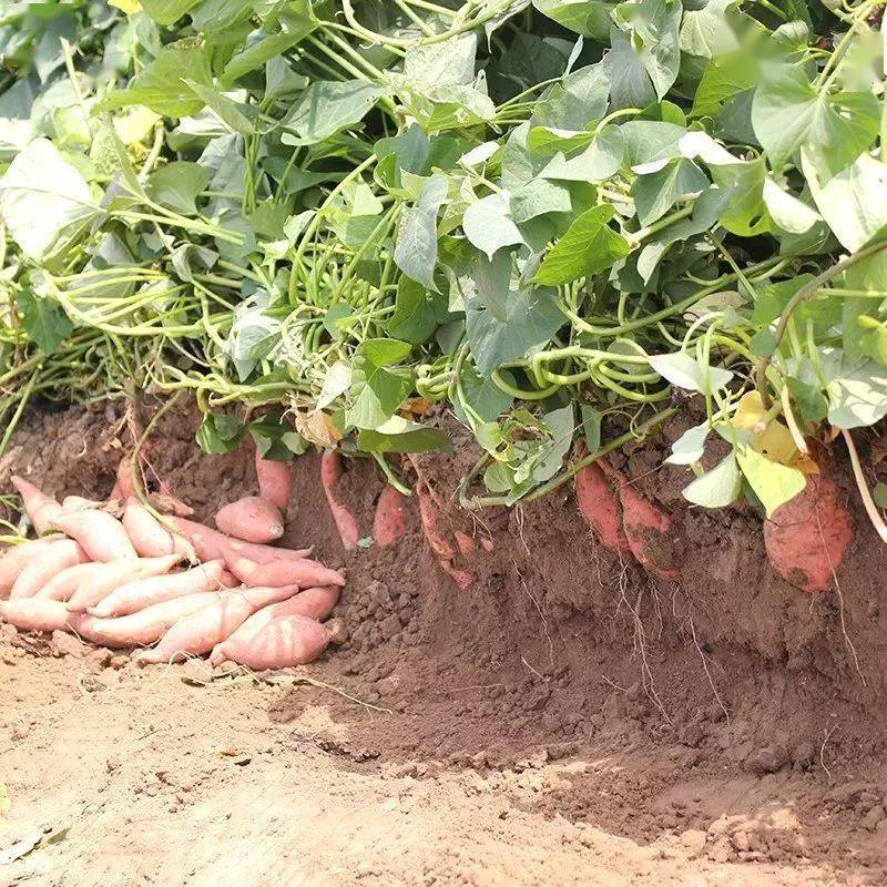 蜜薯富硒地瓜哪个好吃(蜜薯和富硒地瓜的区别)-硒宝网