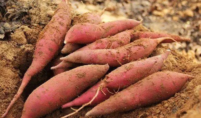 蜜薯富硒地瓜哪个好吃(蜜薯和富硒地瓜的区别)-硒宝网