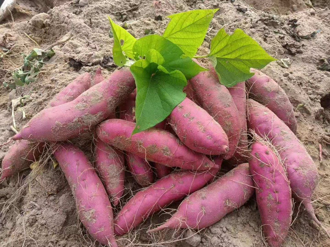 桥头富硒地瓜味美香甜(桥头富硒地瓜营养价值)-硒宝网