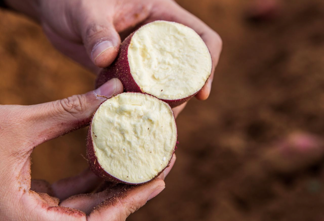 桥头富硒地瓜味美香甜(桥头富硒地瓜营养价值)-硒宝网