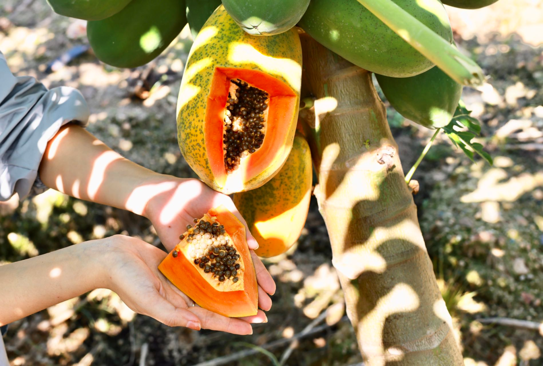 桥头富硒地瓜味美香甜(桥头富硒地瓜营养价值)-硒宝网