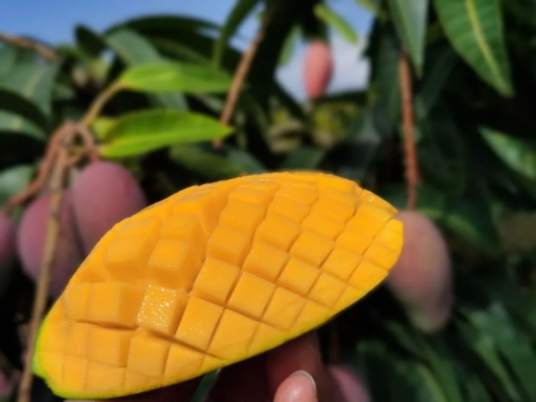 桥头富硒地瓜味美香甜(桥头富硒地瓜营养价值)-硒宝网