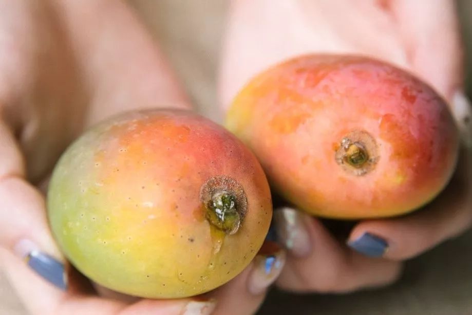 桥头富硒地瓜味美香甜(桥头富硒地瓜营养价值)-硒宝网