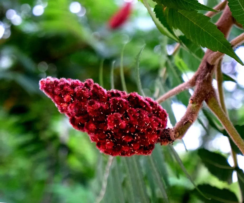 富硒地瓜的别名是什么(富硒地瓜营养价值)-硒宝网