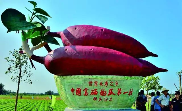 桥头富硒地瓜味美香甜(桥头地瓜吃法)-硒宝网