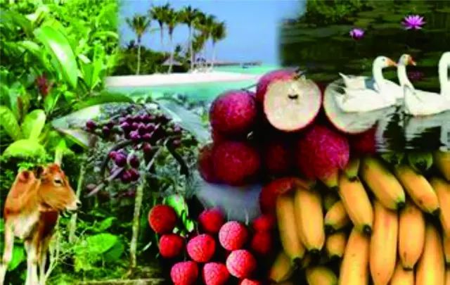 桥头富硒地瓜味美香甜(桥头地瓜吃法)-硒宝网