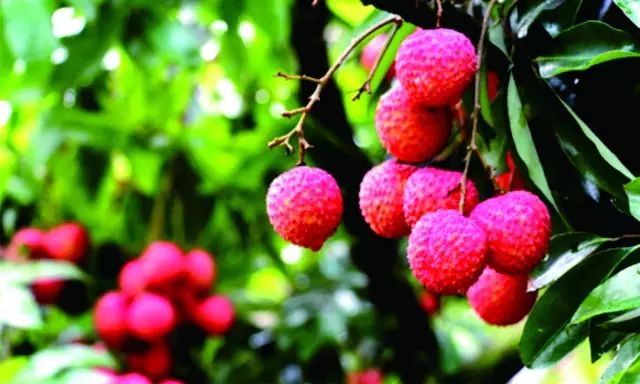 桥头富硒地瓜味美香甜(桥头地瓜吃法)-硒宝网