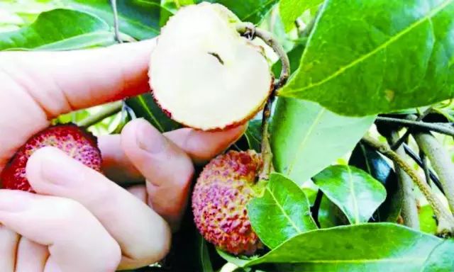 桥头富硒地瓜味美香甜(桥头地瓜吃法)-硒宝网