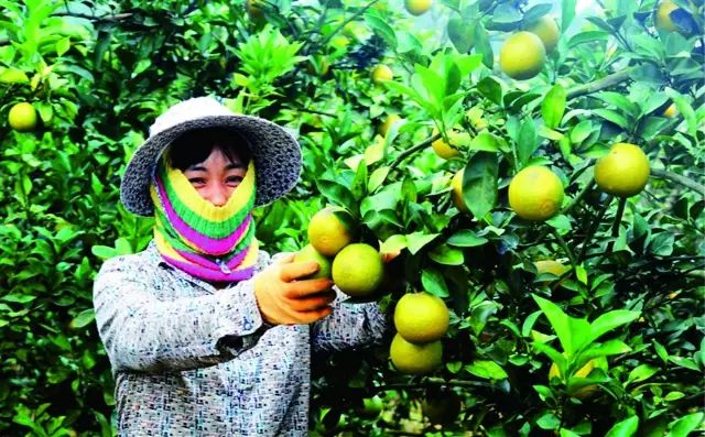 桥头富硒地瓜味美香甜(桥头地瓜吃法)-硒宝网