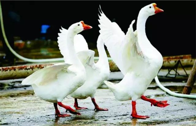 桥头富硒地瓜味美香甜(桥头地瓜吃法)-硒宝网