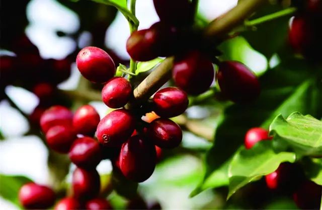 桥头富硒地瓜味美香甜(桥头地瓜吃法)-硒宝网