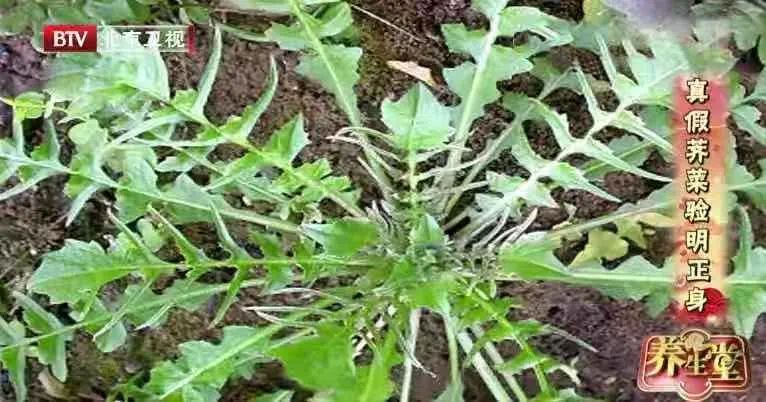 喝奶粉补钙效果好吗(效果粉补钙喝奶好吗)-硒宝网