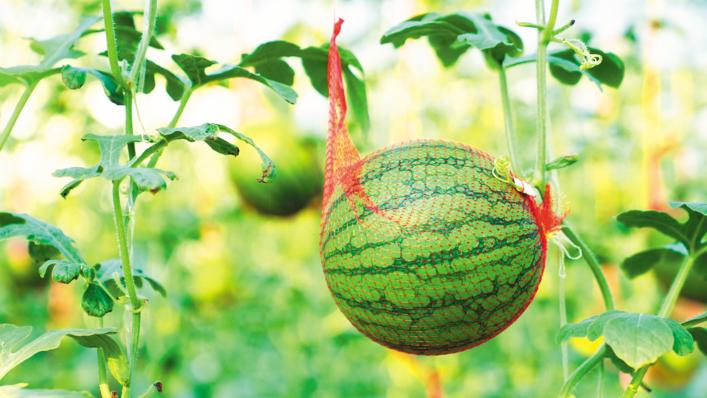 桥头富硒地瓜1号种植（海南桥头富硒地瓜功效）-硒宝网