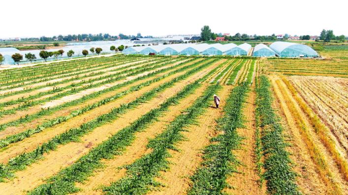 桥头富硒地瓜1号种植（海南桥头富硒地瓜功效）-硒宝网