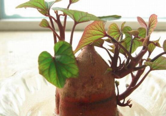 富硒地瓜发芽能吃吗吗（发芽的地瓜会中毒吗）-硒宝网