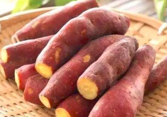 富硒地瓜发芽能吃吗吗（发芽的地瓜会中毒吗）-硒宝网
