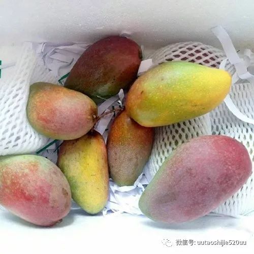 桥头富硒地瓜味美香甜(桥头地瓜含硒真的高吗)-硒宝网