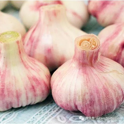 桥头富硒地瓜味美香甜(桥头地瓜含硒真的高吗)-硒宝网