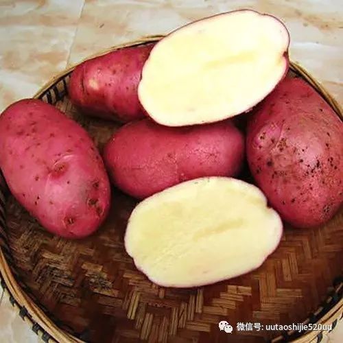 桥头富硒地瓜味美香甜(桥头地瓜含硒真的高吗)-硒宝网