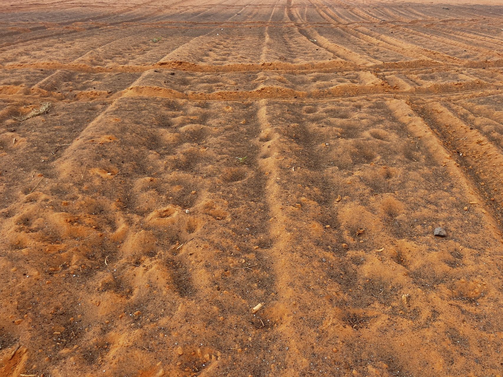海南富硒地瓜适合烤吗（海南地瓜适合富硒吗）-硒宝网