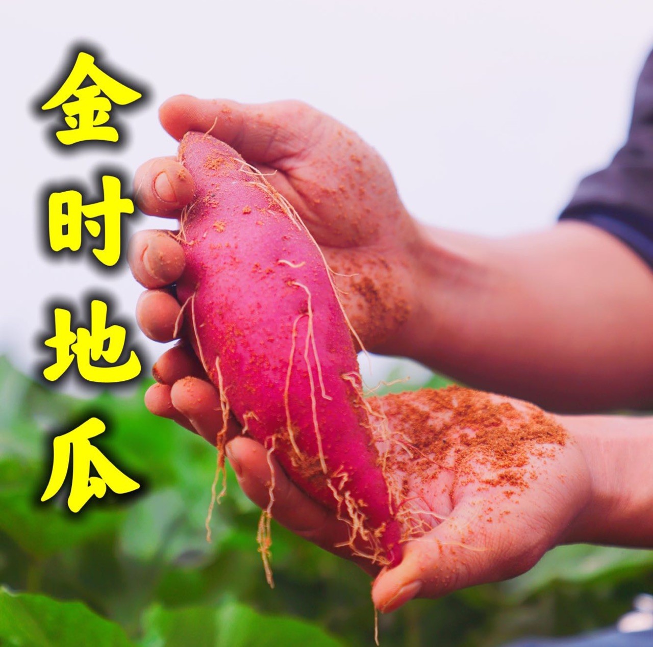 海南富硒地瓜适合烤吗（海南地瓜适合富硒吗）-硒宝网