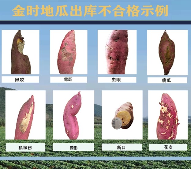 海南富硒地瓜适合烤吗（海南地瓜适合富硒吗）-硒宝网