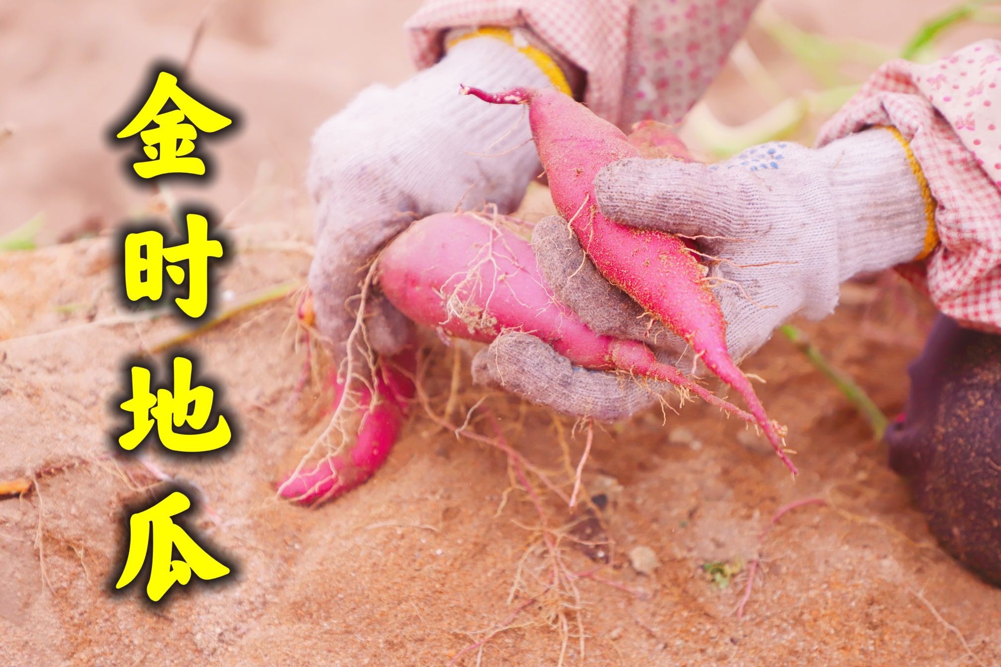 海南富硒地瓜适合烤吗（海南地瓜适合富硒吗）-硒宝网