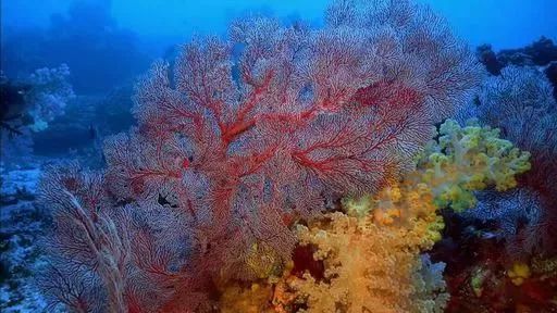 富硒地瓜粉是什么做的(富硒地瓜是转基因的吗)-硒宝网