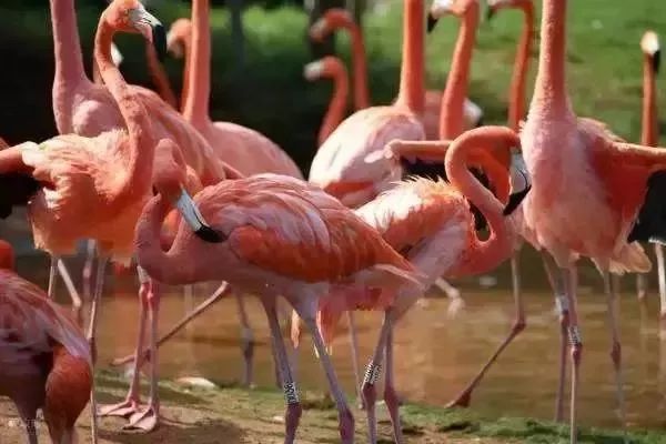 富硒地瓜粉是什么做的(富硒地瓜是转基因的吗)-硒宝网