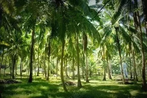 富硒地瓜粉是什么做的(富硒地瓜是转基因的吗)-硒宝网