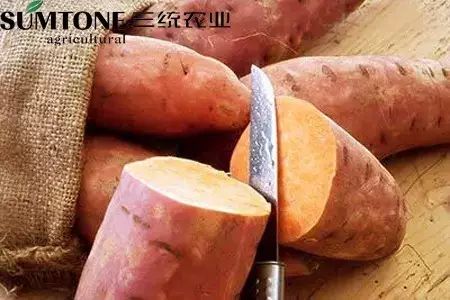 食用富硒烤地瓜的好处（富硒地瓜的好处）-硒宝网