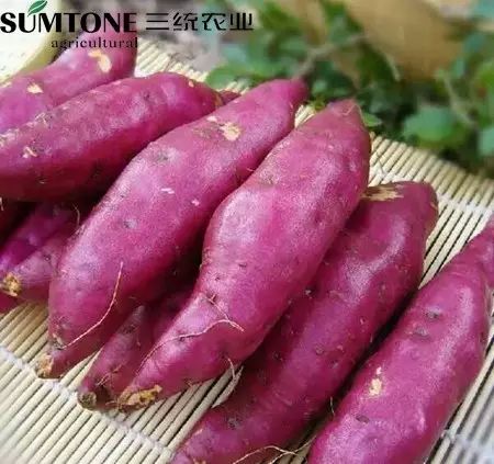 食用富硒烤地瓜的好处（富硒地瓜的好处）-硒宝网