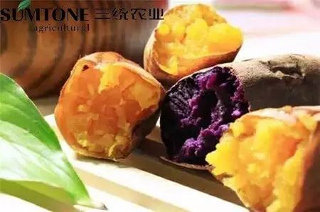 食用富硒烤地瓜的好处（富硒地瓜的好处）-硒宝网