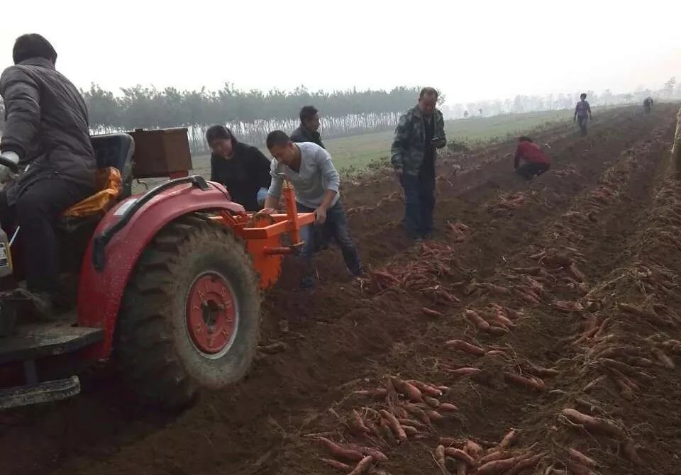 种富硒地瓜苗哪里有卖（苗地瓜卖种富硒有哪些品种）-硒宝网