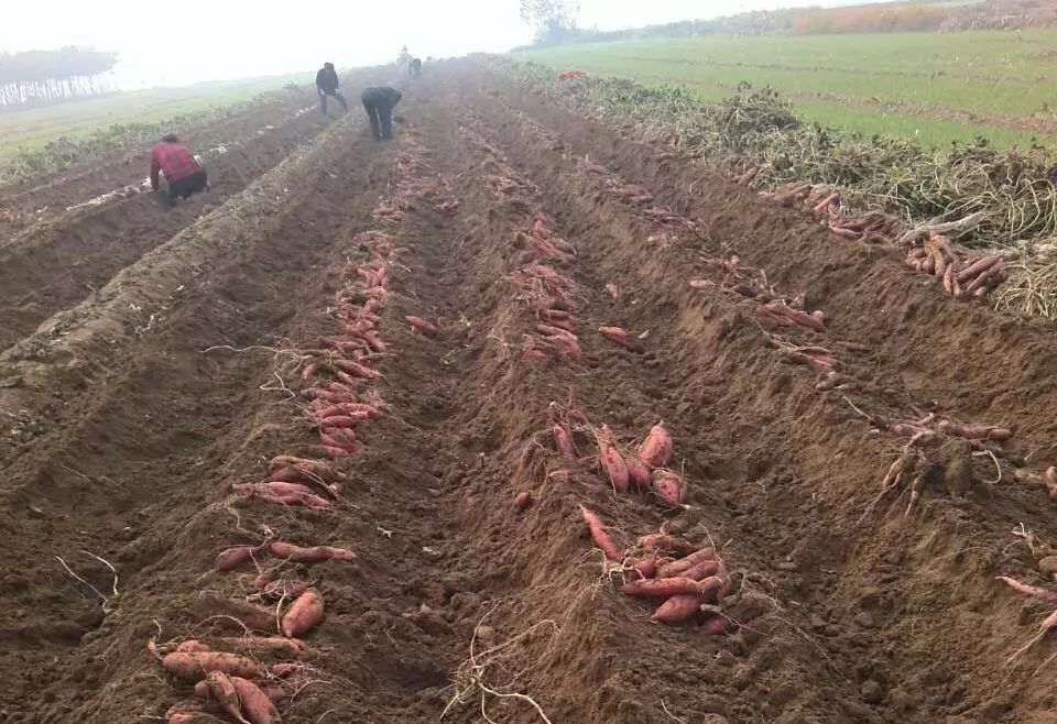 种富硒地瓜苗哪里有卖（苗地瓜卖种富硒有哪些品种）-硒宝网