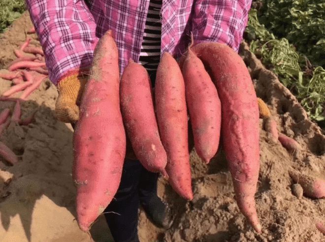 富硒地瓜是最好吃的吗（富硒地瓜好吃吗）-硒宝网