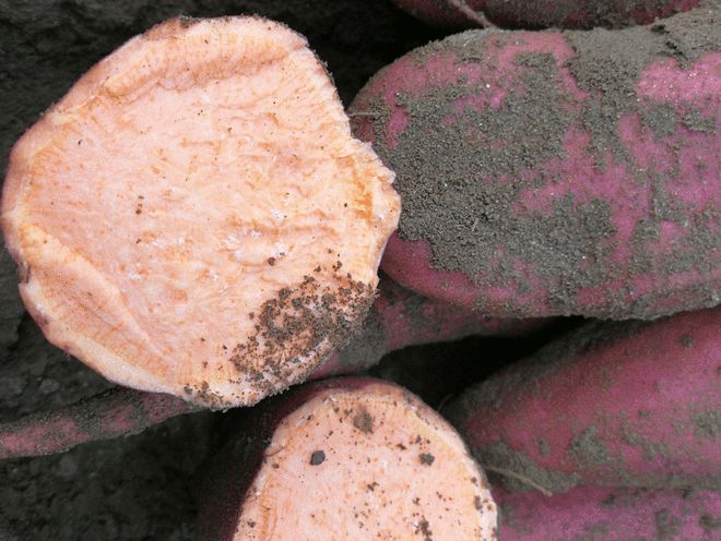 富硒地瓜是最好吃的吗（富硒地瓜好吃吗）-硒宝网