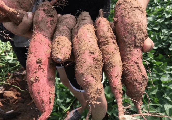 富硒地瓜是最好吃的吗（富硒地瓜好吃吗）-硒宝网