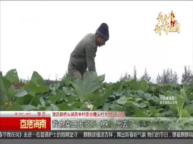 种富硒地瓜苗哪里有卖（富硒地瓜种植技术视频教程）-硒宝网